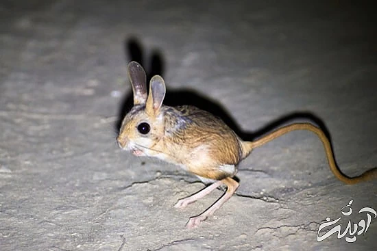 با خنگترین حیوانات دنیا آشنا بشید با خنگترین حیوانات دنیا آشنا بشید